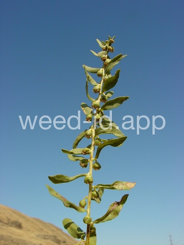 sumpweed, poverty
